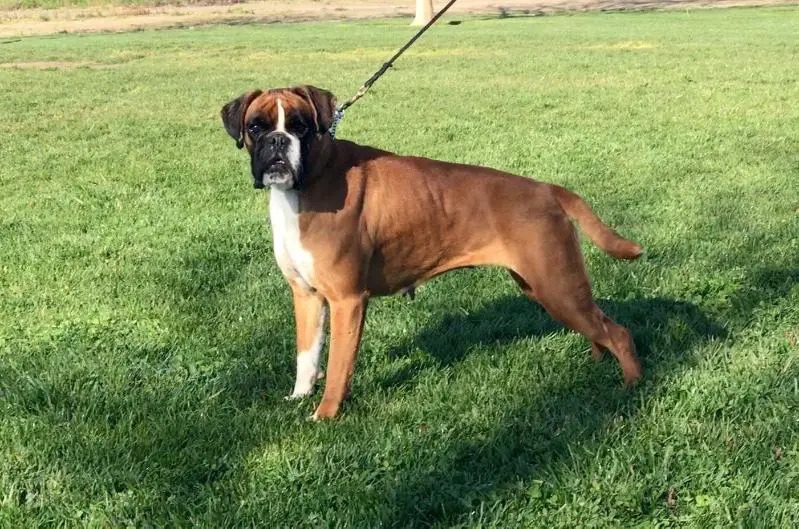 Triana Del Monte De Ara