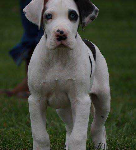 Poe Hill I Can Only Get So Fancy