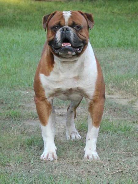 Prime Example Bulldogs Mancho Boy