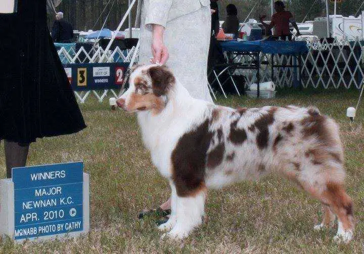 AKC Gch. Crofton's Peanut Butter And Jelly