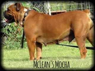 McLean's Mocha