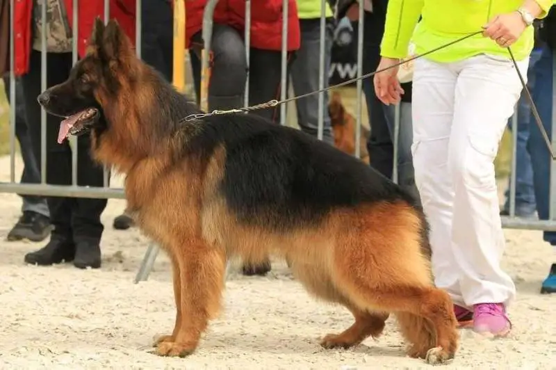 1er Excellent Nationale d'élevage CCBA en 2016 France Joran de la Chante Oiseaux
