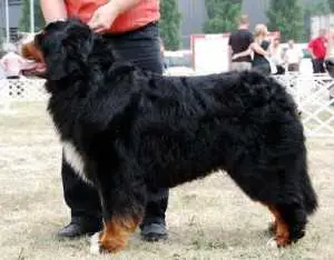 INT CH, HCH, JR CH Xanders Hill Harlequin Scooby Doo