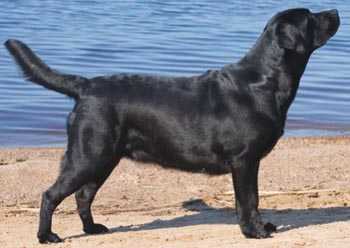 KENSOL'S MALVA LITTLE FLOWER