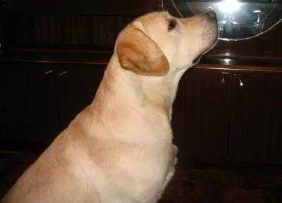 KALADIUM VIZAVI CHARMING LED