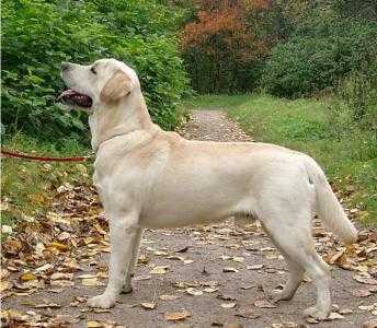 KALADIUM VIZAVI ITS INREDIBLE