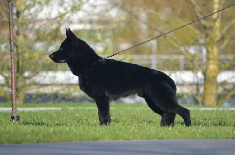 5 CAC. RCACIB .V, CH BY Usus vom Gräfental