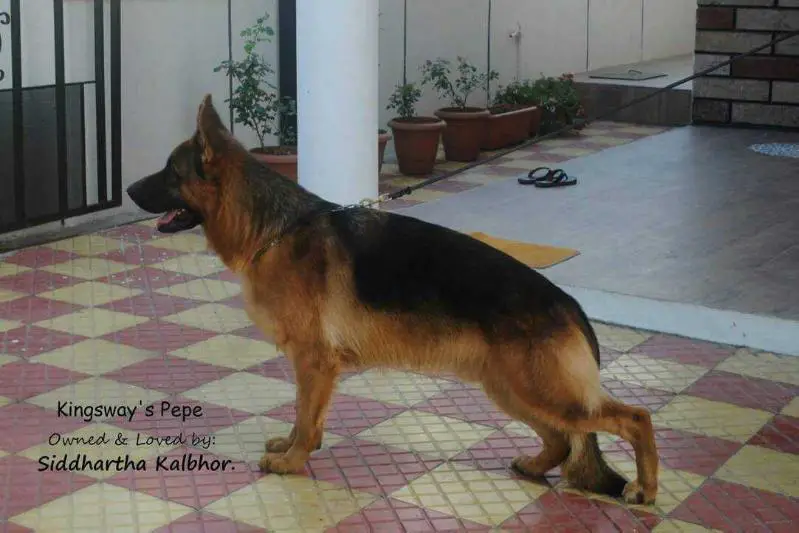 SG1 Kingsway's Pepe at Kalburgs