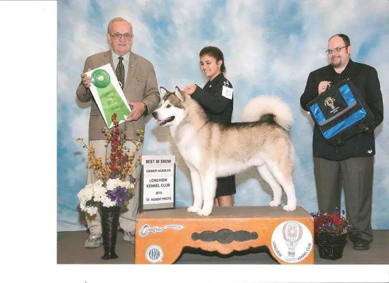 BISOH GCH CH Strong Waters Double or Nothing