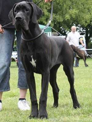 Xsara vom Gigantic Blau