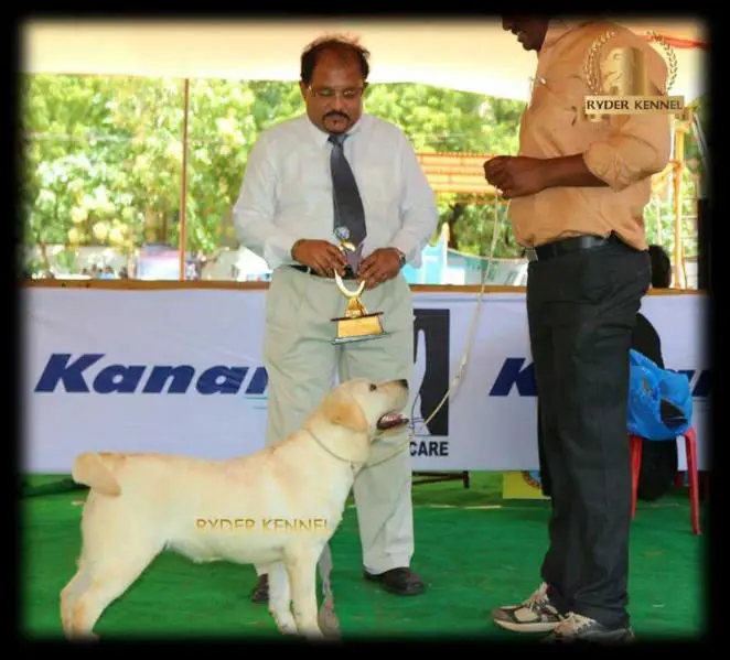 Indian Ch, Best Puppy in Show, Multi CC, Multi V1 Clarissa of Ryder