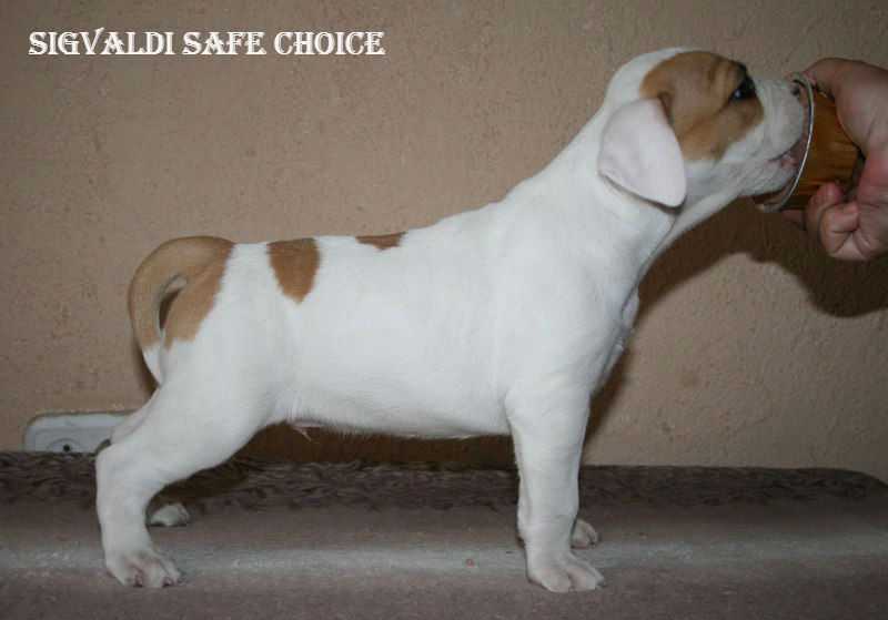 Sigvaldi Safe Choice