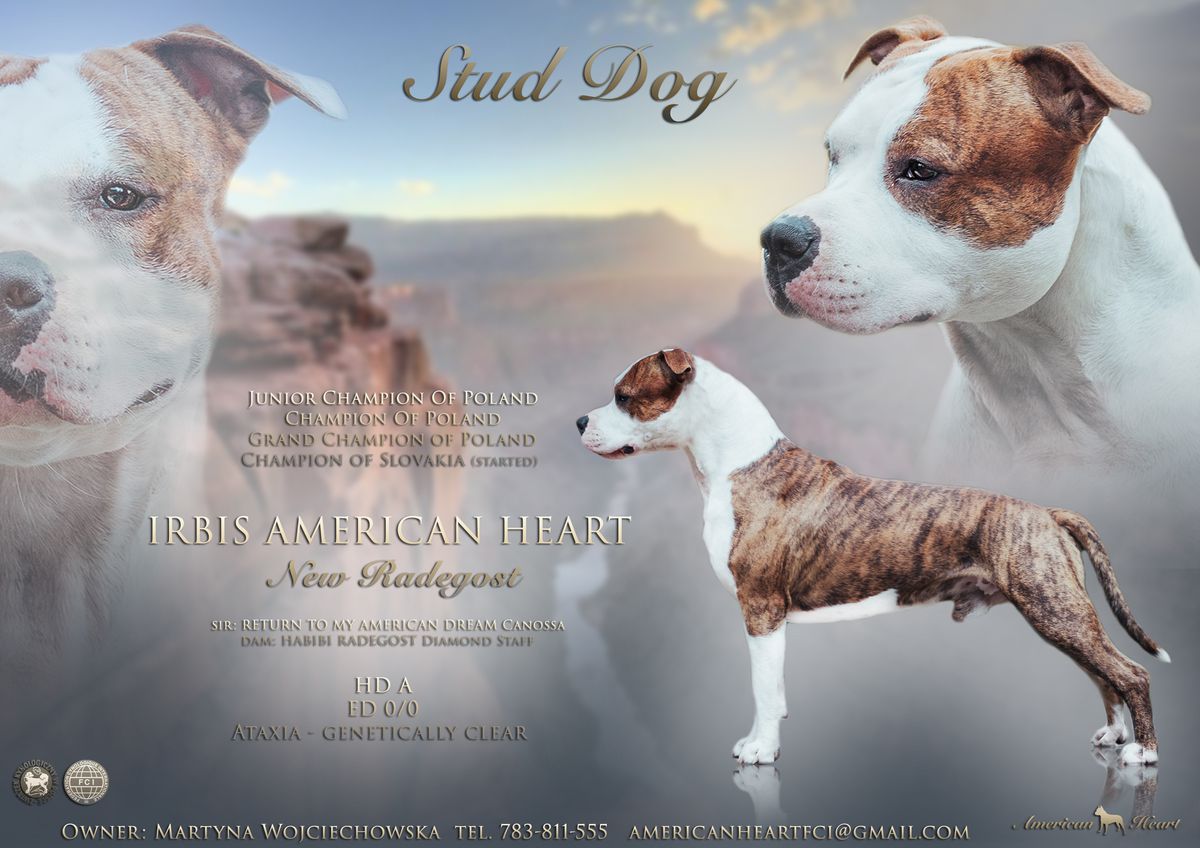 JCH.PL ; CH.PL; Gr.CH.PL IRBIS AMERICAN HEART New Radegost