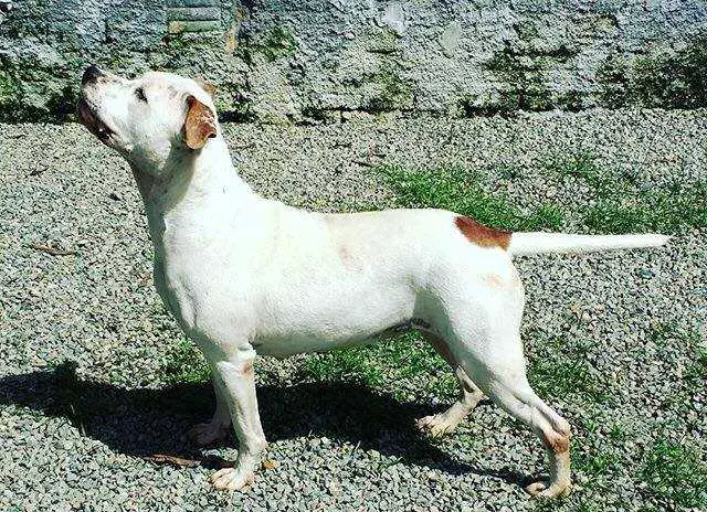 Skyy do American Top Team