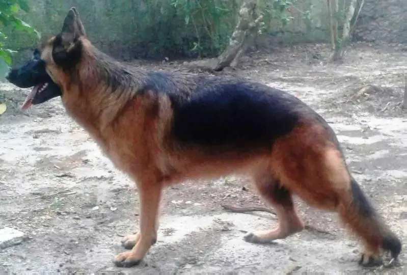 Cher da Casa Daiprai