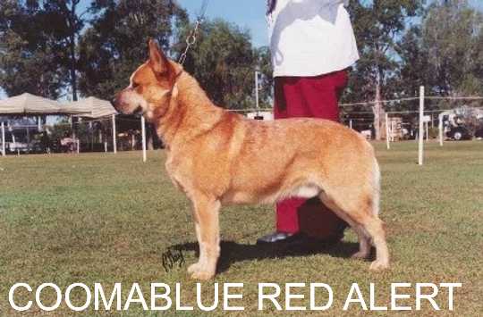 CH COOMABLUE RED ALERT