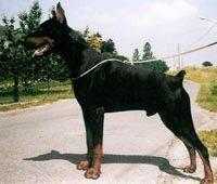 Nolwenn du Clos des Grognards