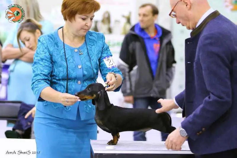 BOB Baby at WUT WS 2017 Nezhnyj Hischnik Horst