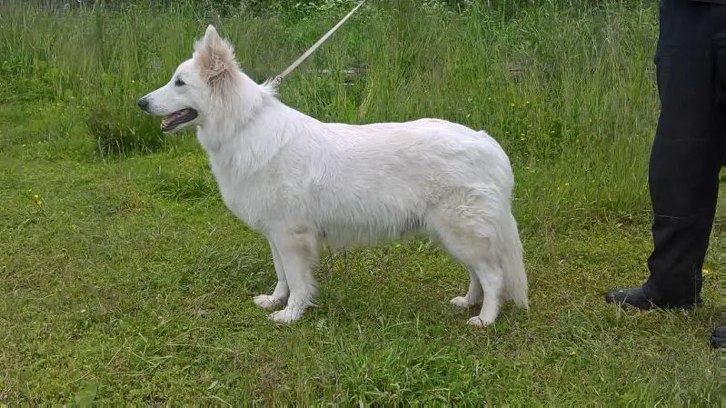 RUS JCH, RUS CH, CH RKF Noa aus Ottohof