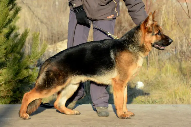 Fonte Fideliti Iskander