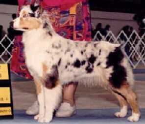 CH Firethorns Rap’n Wit Stevie