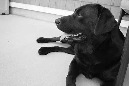Sir Angus Of Alcatraz
