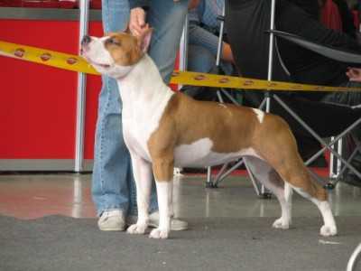 JCH EDS2006, JCH RU, JCH LTU, CW RU, GR CH RU, CH RU,RKF,LTU Severnaya Zhemchuzhına Chudesnaya Coco Shanel