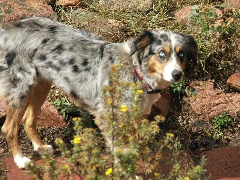 Green's Princess Spirit