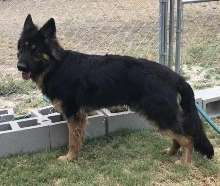 Dashuri Vom Freiheit