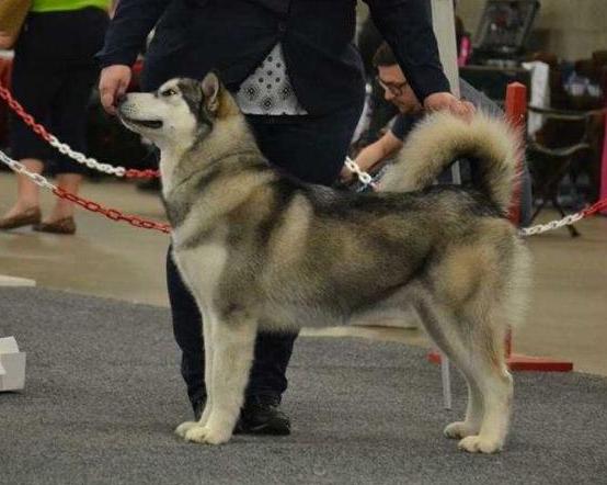 Chimotoivo Qiyara Wenona