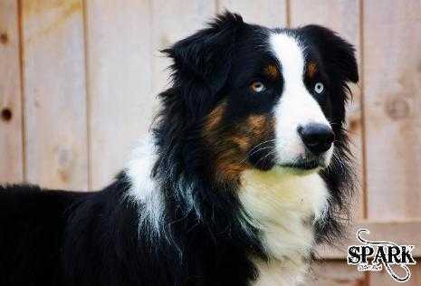 Boyd Ranch Blazin Sun Spark