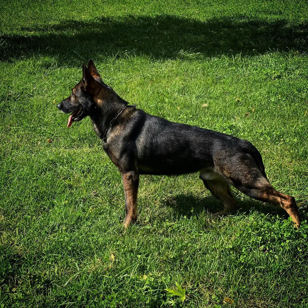 Baxter Vom RhyneHaus