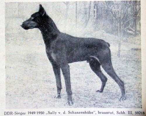 Sally v.d. Schanzenhöhe