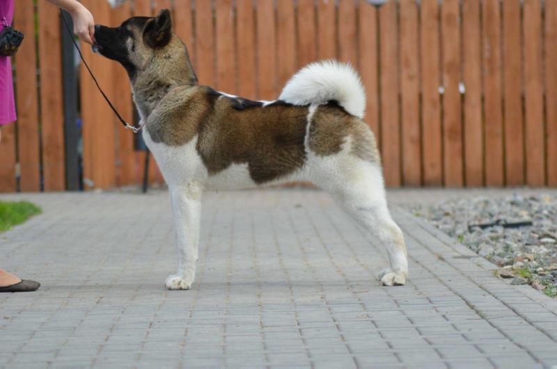 Junior Champion Of Russia Osaka Katana Migi