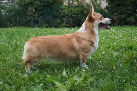 JCHR. INGERMANLANDIJA AURORA SANRAYZ