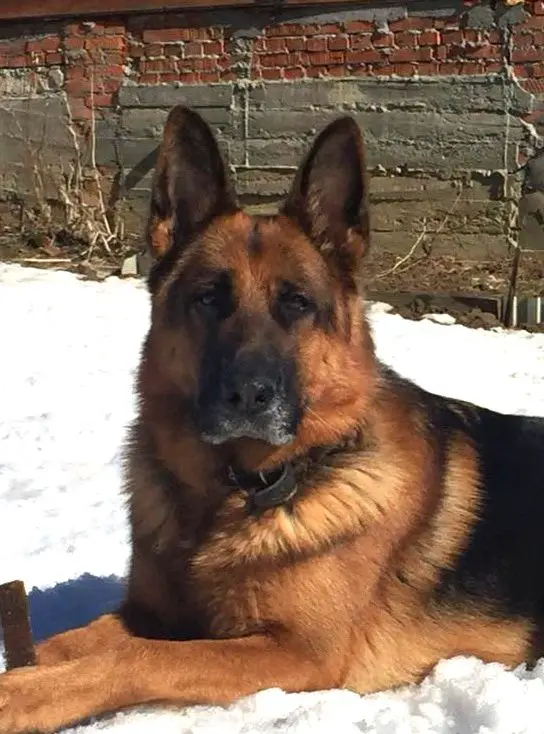 JnCh RUS Zavist' Bogov Zaffiro Luminoso