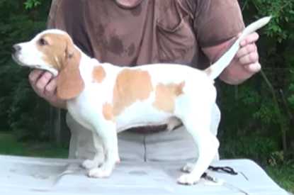 Millerlake's Good Golly Goliath