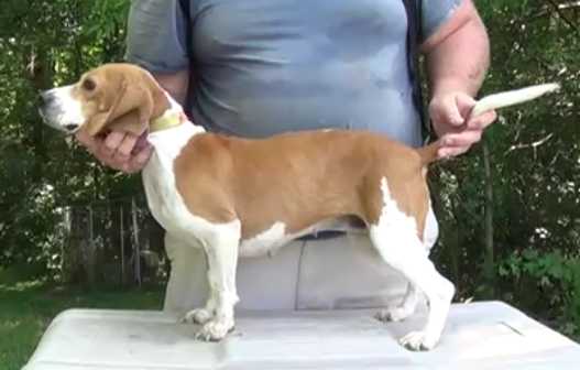 Millerlake's Flatpatch Apache