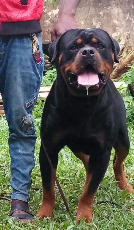 Boss Berno Vujanovic