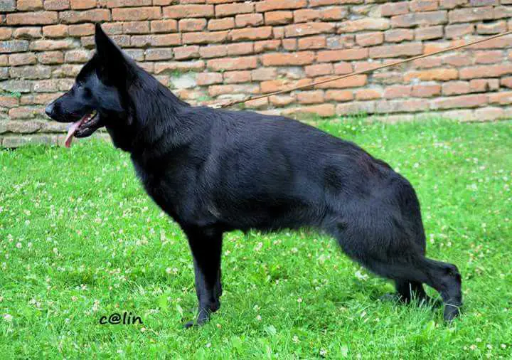 Octavia von Turenhof