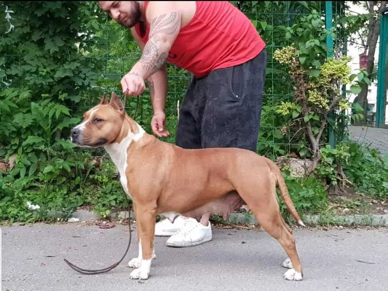 JCH RO Bonnie gentle soul