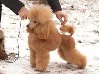 CH. J Ukr Sugar Baby Miss Aleksandra