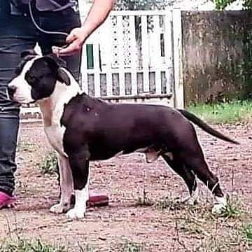 Triskell Ast Angelus Cardenal Mendoza