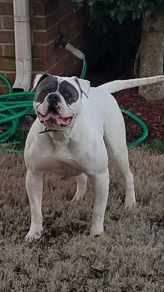 BBK's Rocky Mountain Bighorn