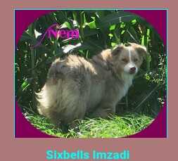 Sixbells Imzadi