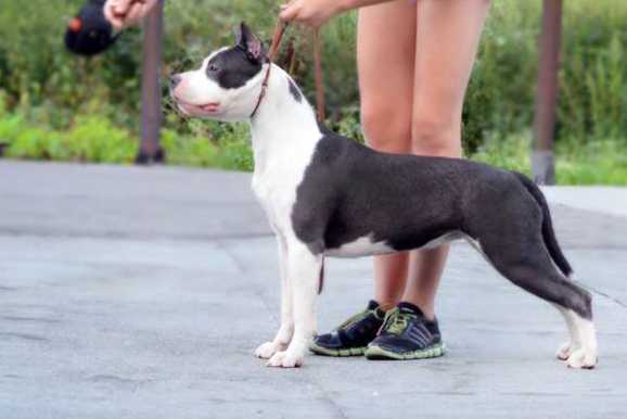 JCH RUS IMPERIAL GIGANT DIONA DE AMUR