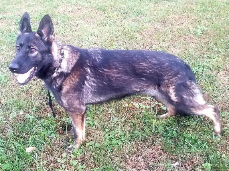 Bessa Von Den Schiffsbauern