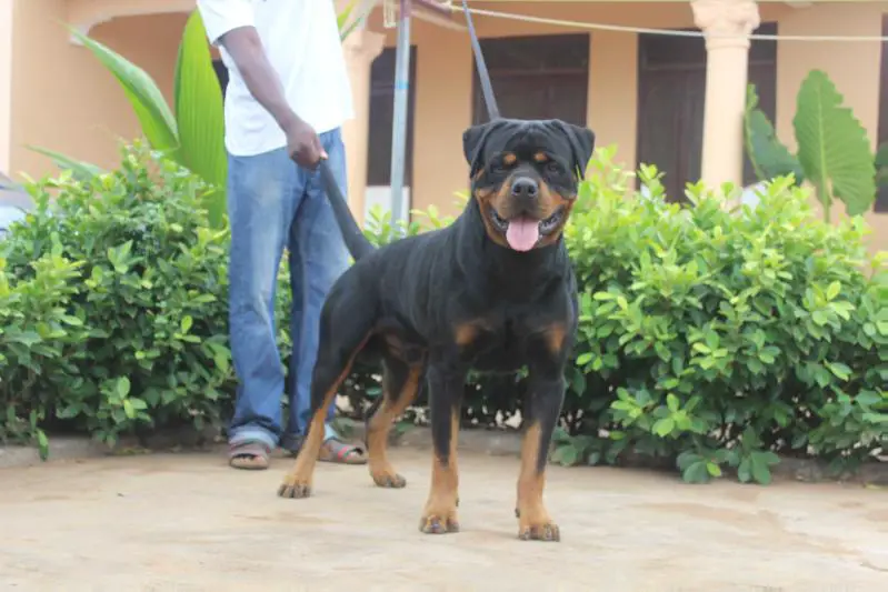 HEKTOR RITTER VON CAMELOT