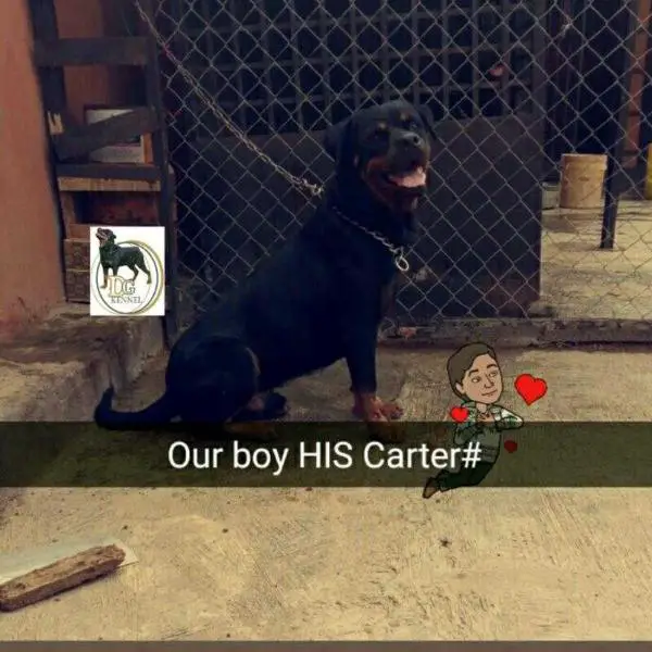 His carter