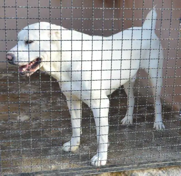 AGATON NOVKE ALABAY SRB